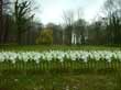 Die Lilien auf dem Felde